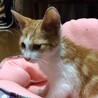 家に来た直後