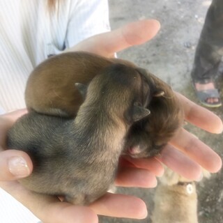 里親様決定いたしました！