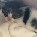 他サイトでご縁があり、里親様決定しました。