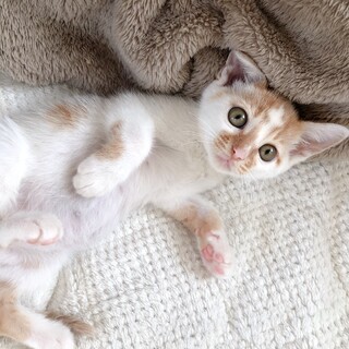 動画更新しました！茶白と白茶の姉妹です！