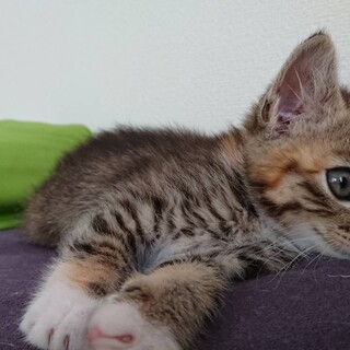 白いくつ下をはいた不思議な柄の仔猫ちゃん