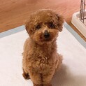 エルモ君里親様決定！！
