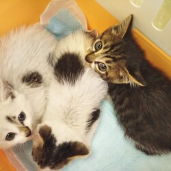 第92回　にゃん☆ぴーす譲渡会 サムネイル2