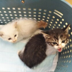 第92回　にゃん☆ぴーす譲渡会 サムネイル3