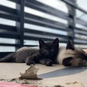 子猫の里親募集