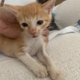 可愛い茶白ふぇるなんです君 離乳中