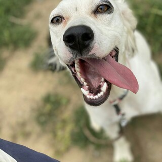 若くて小ぶりなセッター