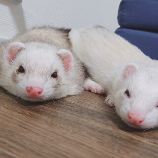 フェレット2匹です