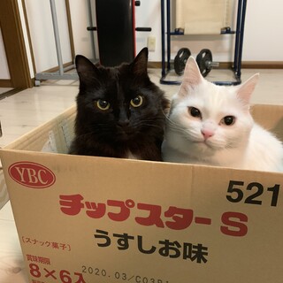 成猫2匹の募集です。ワクチン、去勢手術済みです。