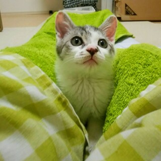 元気いっぱい天ちゃん