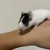 やまれお
