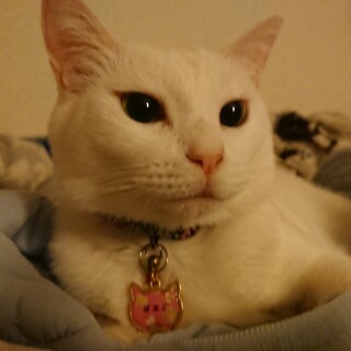 可愛い白猫ぽぷこちゃん