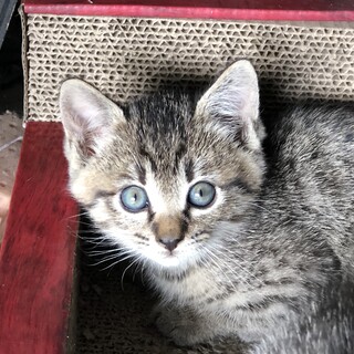 野良猫ちゃん里親募集中
