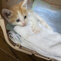 1ヶ月半ほどの可愛いお顔の子猫です。