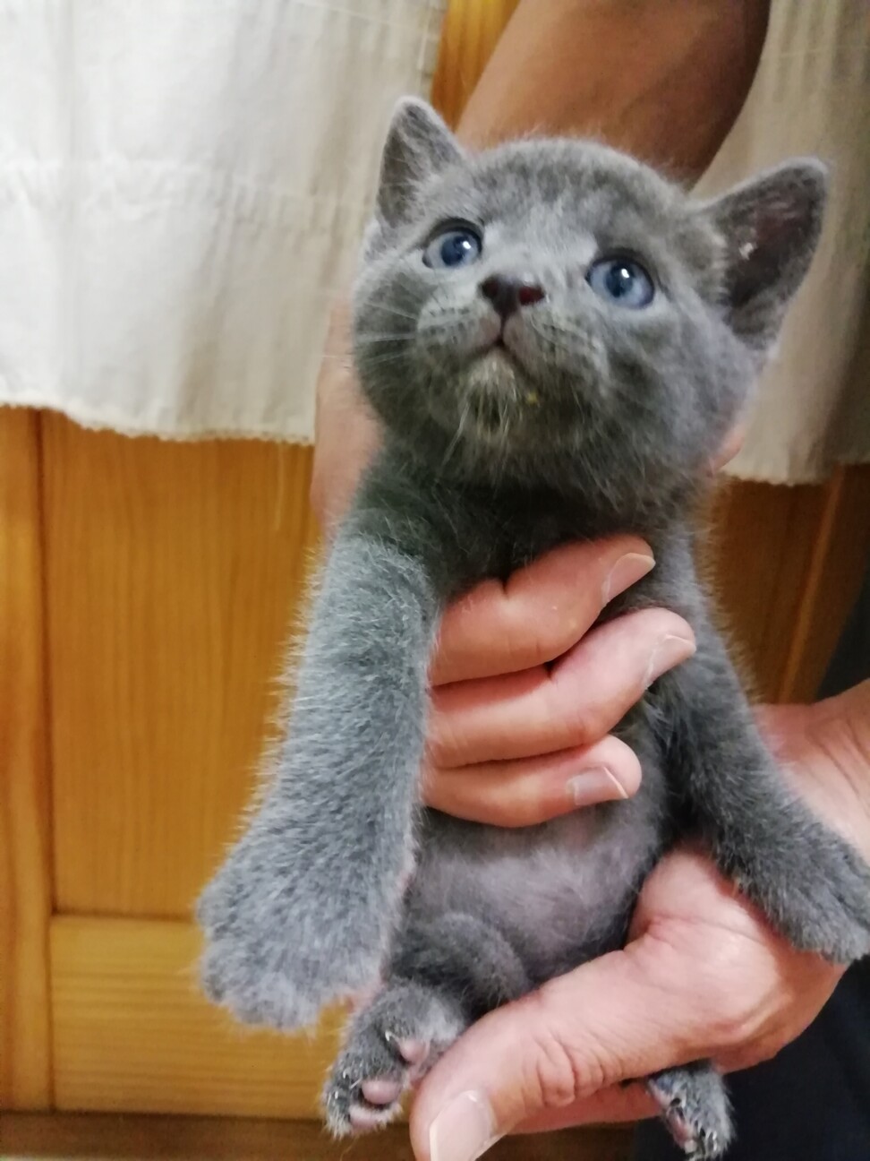 グレー 可愛い子猫いまり 愛知県 猫の里親募集 ペットのおうち 月間利用者150万人