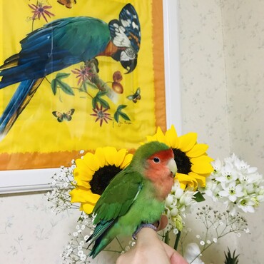 の写真