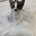 この子の里親になって下さい