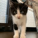 幸運を呼ぶ！オッドアイ、鍵尻尾。女の子です。