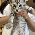 子猫の里親募集