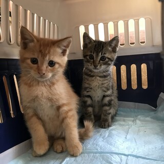 茶トラちゃんおっとりした性格です