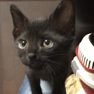 元気な黒猫兄妹のオスニャン