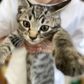 子猫の里親募集