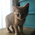 子猫1匹里親募集中です