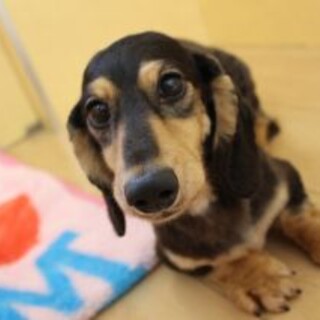 ポンゴちゃん　推定6才