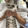 子猫の里親募集
