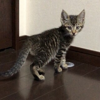 約３ヶ月の可愛いキジトラ♂
