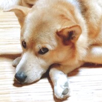 ペロ
