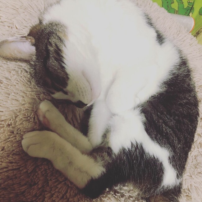 angelina_ananのカバー写真