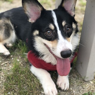 元気なコーギー です