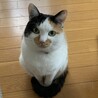 グーグリーベア