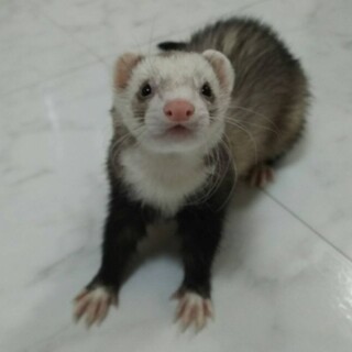 フェレットの男の子です。