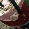 フェレットの男の子です。 サムネイル2