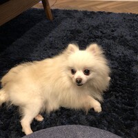モモ