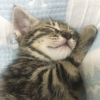 ふわふわ コロコロ 可愛い 3兄弟です！