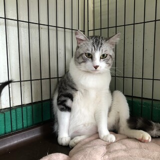 ダンボールに入っていた捨て猫(；ω；)