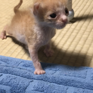 茶トラの家族になってもらえませんか？