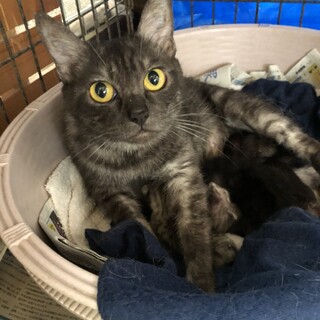 ダンボールに入っていた捨て猫(；ω；)
