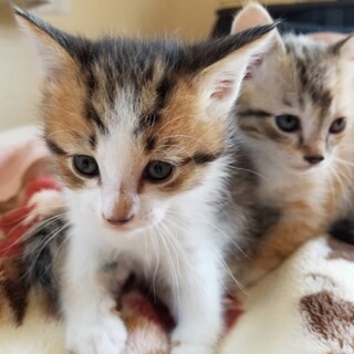 里親様決定致しました！