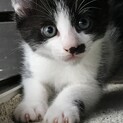 子猫の姉弟　里親募集しています。