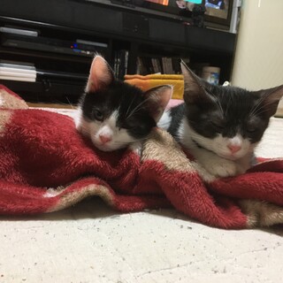 至急!! TNRで保護したママ猫が産みました