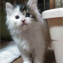 長毛系の雑種です。