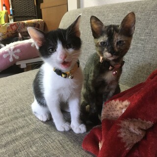 至急!! 保護したママ猫が産んたサビ猫ちゃん