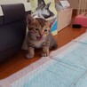 大口猫の会「まめこです」 サムネイル4