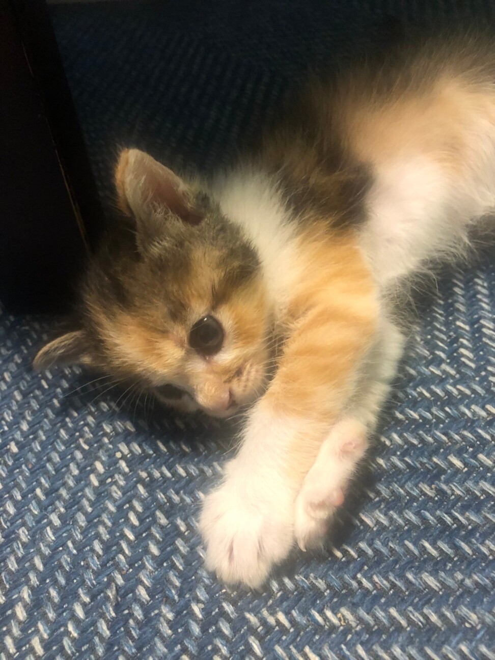 やんちゃな猫ちゃんのお友達に」埼玉県 - 猫の里親募集(314752