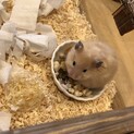 5月生まれのキンクマ 長毛ハムスター