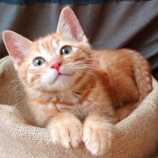 【6/21お台場】超美猫スリゴロ4兄弟